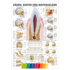 Zähne und Kiefergelenk Mini-Poster Anatomie 34x24 cm medizinische Lehrmittel