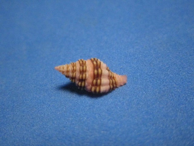 贝壳收藏品| eBay