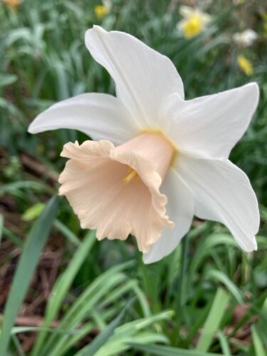 20 Daffodil 'Pastel Gem' Bulbs (Narcissus) Free UK Postage - Afbeelding 1 van 2
