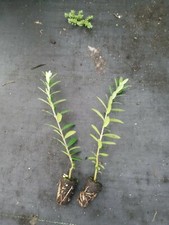 Olive Tree "Arbequina" two starter plants free shipping