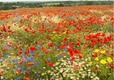 WILD FLOWER SEEDS MEADOW ULTIMATE BUMBLE BEE BUTTERFLY  53 WILDFLOWERS & GRASSES