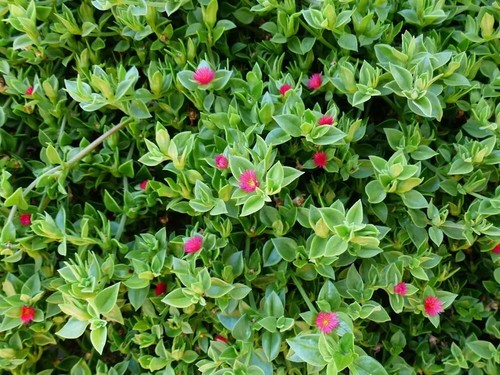 Baby Sun Rose Sunrose/Aptenia cordifolia/ Succulent Plant 5 cutting - Picture 2 of 8