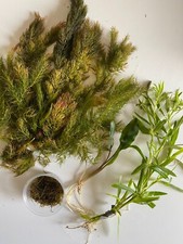 Shrimp Aquatic Plant Bundle- Hornwort, Crypt, Stellatus, Moss