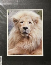 Gallery Stock Sale @ Cost - Signed, Matted Print -- ART, PRINT, PHOTOGRAPH