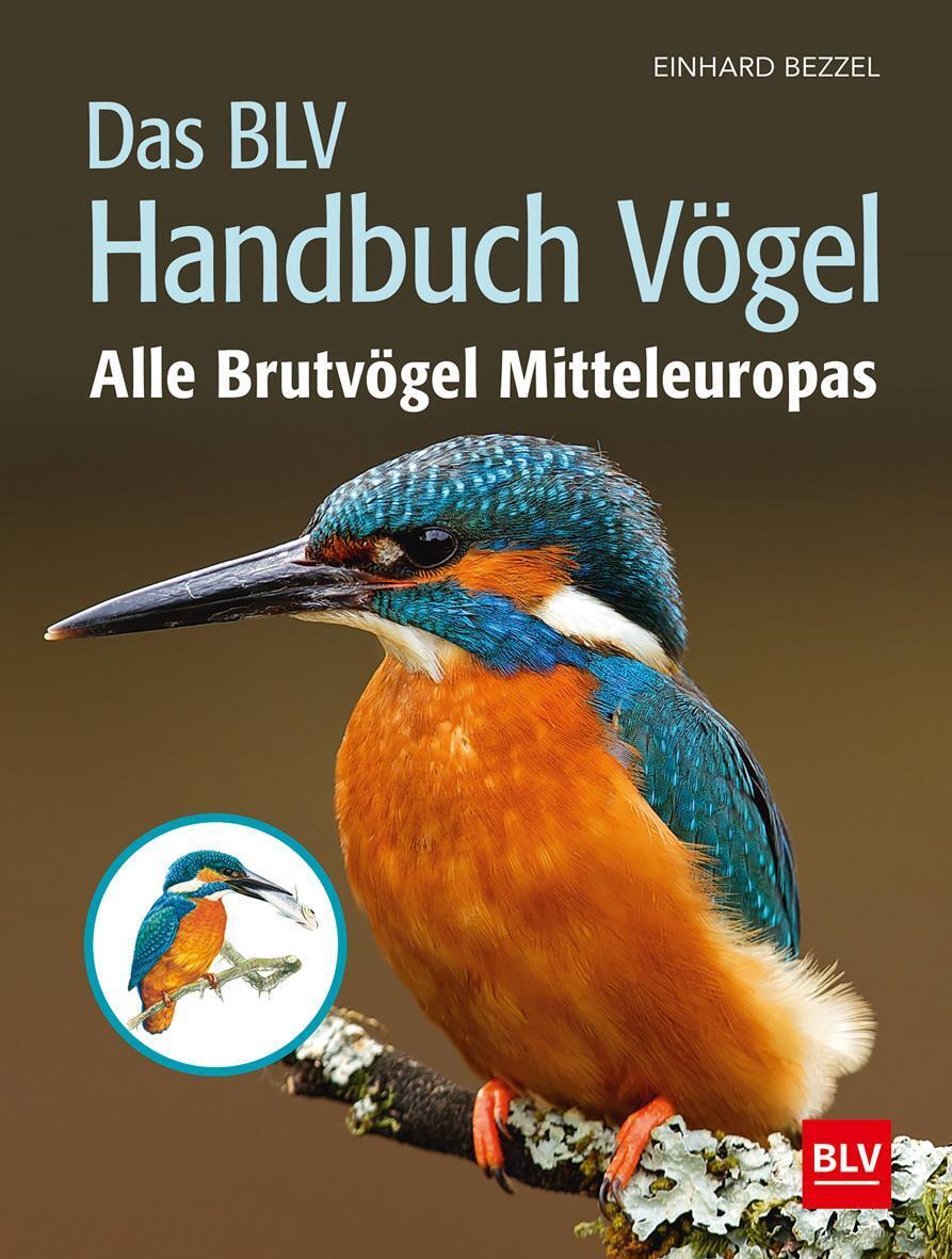 Thumbnail - Einhard Bezzel | Das Blv Handbuch Vögel | Buch | Deutsch (2019) | 512