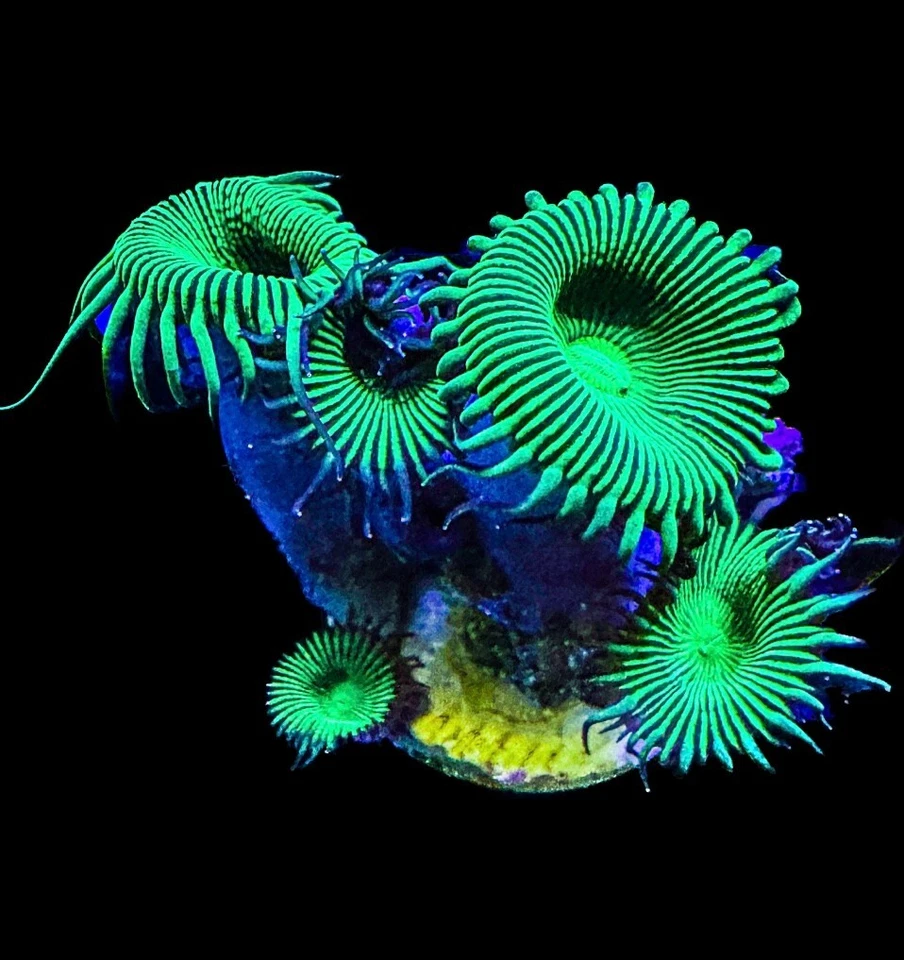 CORAL AQUA CULT Live Coral Paly Zoa Neon Green 2-3 Polyps