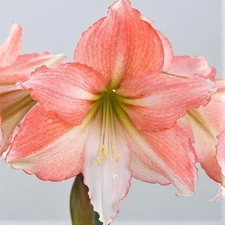Easy to Grow Amaryllis Tinkerbell Plant Bulb Indoor Holiday Outdoor Zones 9-11