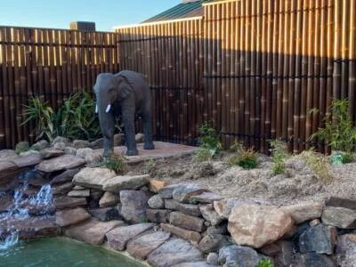 Biggest Range Of Bamboo Panels In Australia From Only 25 Building Materials Gumtree Australia Wyndham Area Hoppers Crossing 1040788617