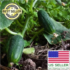 Spacemaster 80 Cucumber Seeds | Fresh Garden Seeds | NON-GMO | Extra seeds