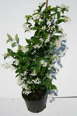 Falso Gelsomino Rhyncospermum Jasminoides fiore bianco pianta rampicante