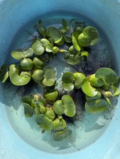 10 Pieces Water hyacinth pond plants