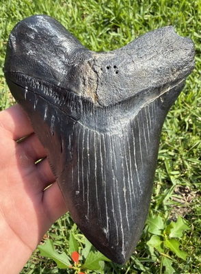 #ad XL 5.76” MEGALODON Shark Tooth Fossil Authentic Shark Teeth Glossy Restored $235.00