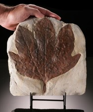 Platanus nobilis (Sycamore) Leaf, With Stand....60 million years old