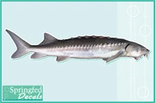 WHITE STURGEON Vinyl Decal Car Truck Window Fishing Sticker