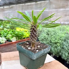Palm Pachypodium Lamerei Plant Live - Size: 4"