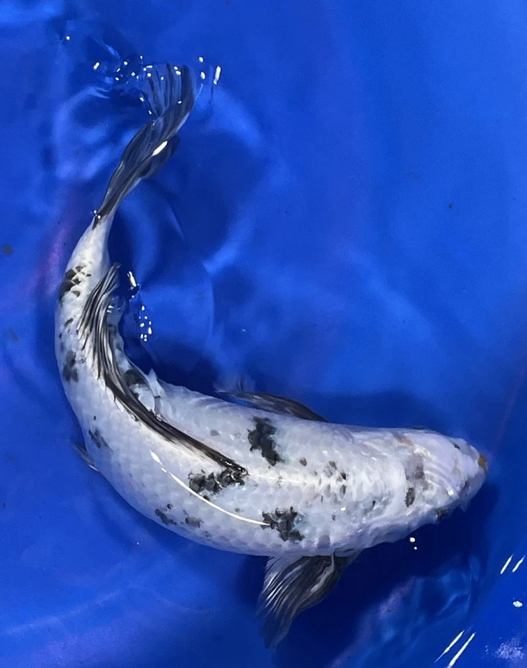 13-inch Bekko Koi, Very vibrant and strong presence. Black Swamp Koi Farms - Image 3 of 4