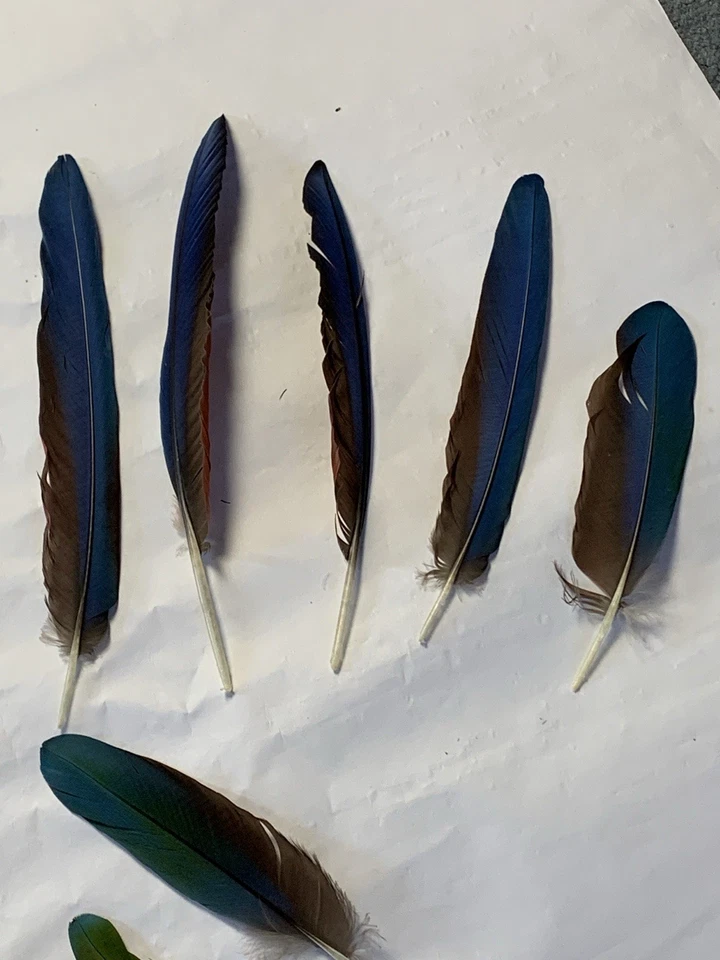 "14 plumas de pájaro guacamayo loro ala verde 6"" - 20"" artesanías atrapasueños" Foto 4 de 4