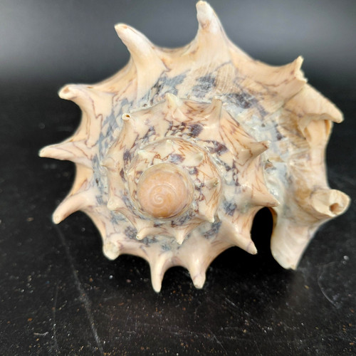 Spiky Brown White Conch Sea Shell Coastal Beach Nautical Home Decor Display 6.5"