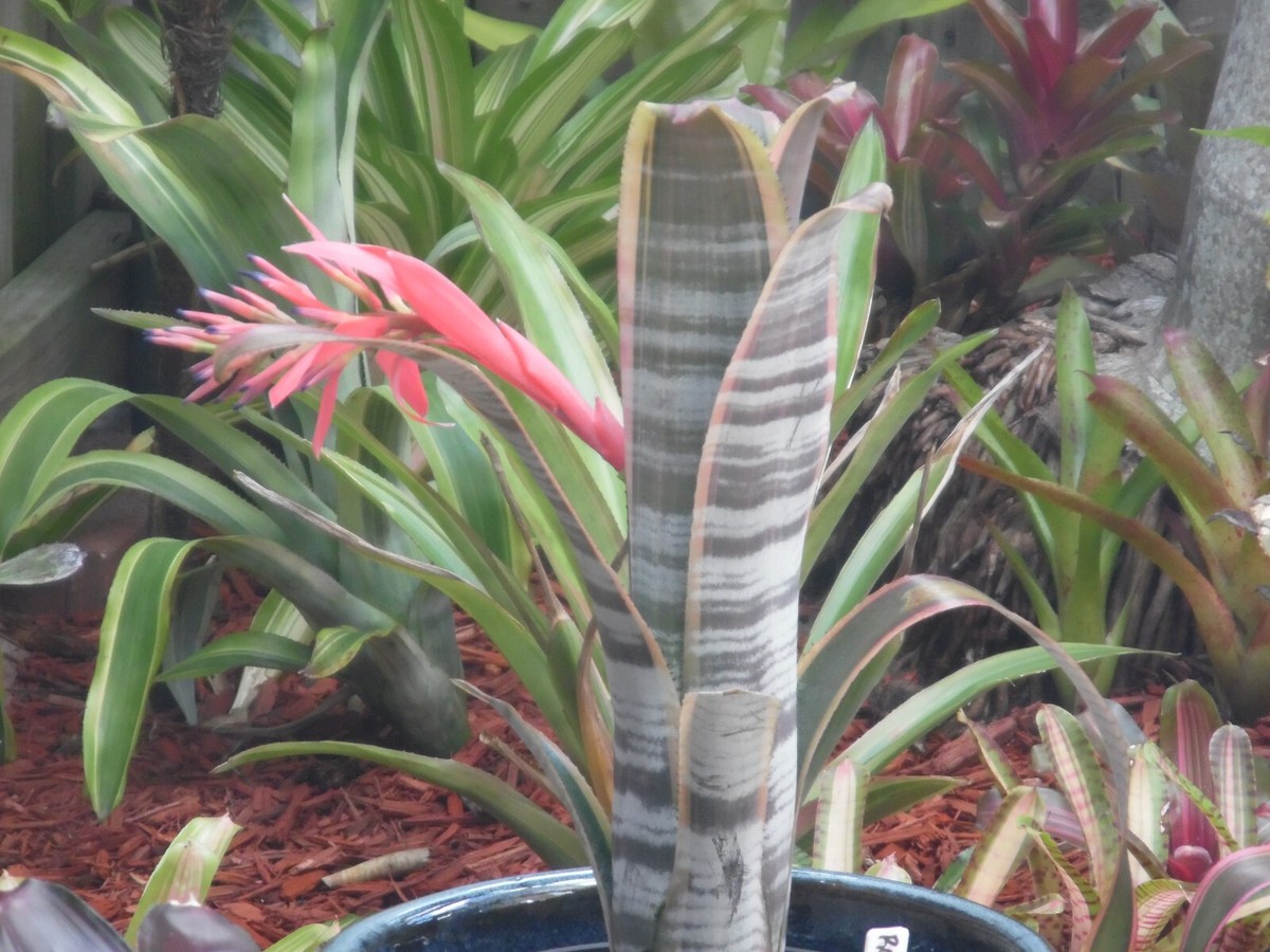 Billbergia RALPH GRAHAM FRENCH Bromeliad one tropical plant
