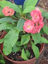 Euphorbia Milii Crown Of Thorns Jumbo Peachy Pink Flowers Large Plant w/roots