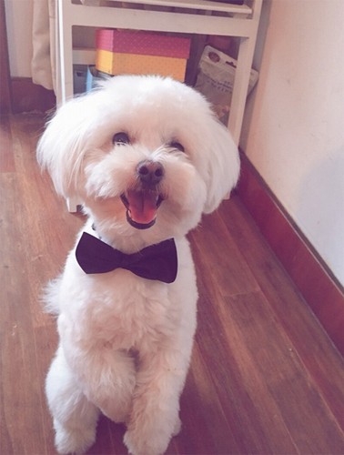 Dog Pet Bow Tie Party Tuxedo Neck Tie Collar Black Red Cotton XS/S/L/XL/XXL AU - Picture 6 of 18