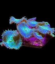 Live Coral Paly Zoa Enchanted Emeralds 3+ Polyps