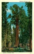 c1925 General Sherman Tree Sequoia National Park CA Postcard Lindley Eddy