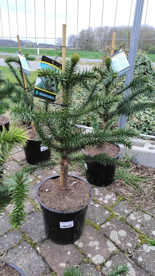 Araucaria araucana 70–90cm Chilenische Andentanne Schmucktanne Araukarie Baum - Bild 3 von 4
