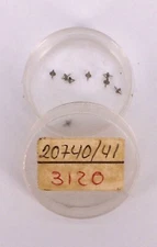 NOS New 1 Pc Orient 20740 20741 Part 3120 Eje De Volante Balance Staff Piece