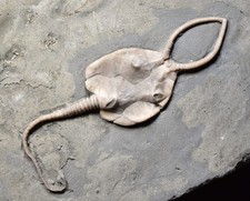 LARGE & SUPERB Pleurocystites Cystoid Fossil! Ordovician of Brechin, Ontario