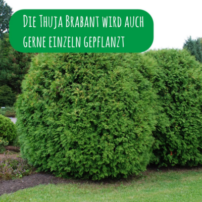 thuja homeopathic medicine Thuja Occidentalis