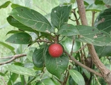 20 African Red Peach Tree Seeds for Planting - Nauclea latifolia