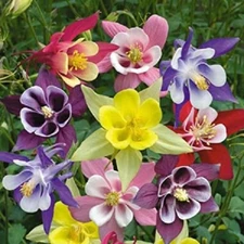 50 Giants Mix Columbine Seeds Flower Perennial Flowers Seed Bloom 137 US SELLER