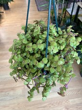 Callisia repens 'Golden Locks' - 6" Hanging Basket