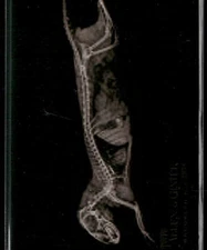 2024 Topps Allen & Ginter #XR-14 Dwarf Mongoose