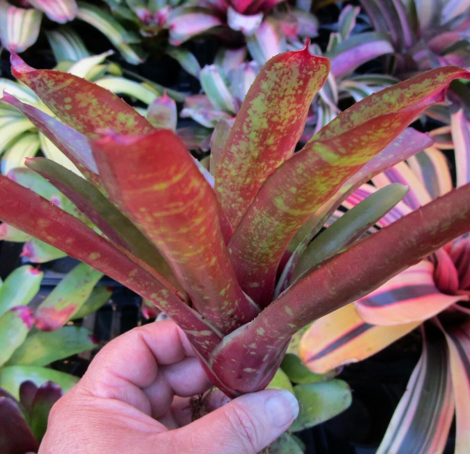 BUY 4 SAVE 20% BROMELIAD Neoregelia ZOMBIE Color Packed Compact Grower! Pup