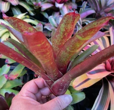 BUY 4 SAVE 20% BROMELIAD Neoregelia ZOMBIE Color Packed Compact Grower! Pup