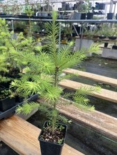 Douglas Fir Tree - Pseudotsuga menziesii Fast Growing Conifer 20/40cm