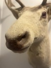 White Fallow Deer Mount Antlers Taxidermy Albino Buck RARE Pink Eyes !! — photo 7