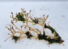 Live  Moss On Coral Driftwood / Log, Aquarium, Fish Tank Plant - Small