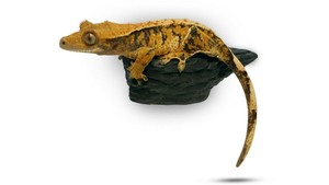 pangea gecko food uk