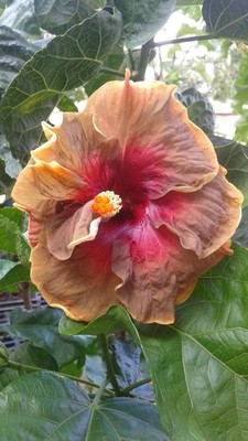 Hibiscus Cajun Color   Tropical   Voodoo Magic Starter Plant