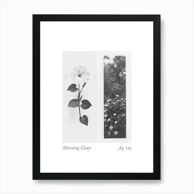 Morning Glory Botanical Collage 1 A Framed Wall Art Poster Canvas Print Picture