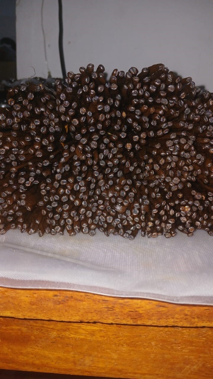 60 Gr de Vanille en poudre 100% Gousses De Vanille Entière Bourbon De Madagascar 3