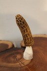 Carved Yellow Morel Mushroom from a Shed Whitetail Moose  Antler Point — photo 4