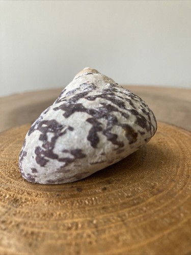 Large West Indian Top Shell Cittarium pica Seashell 2” Fossil - Picture 2 of 7