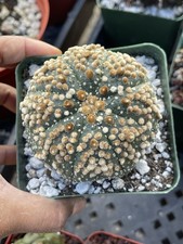 Astrophytum Hanazono | I Live cactus | Live Plant