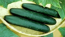 Cucumber Straight Eight Great Heirloom Vegetable by Seed Kingdom (1 Oz Seeds)