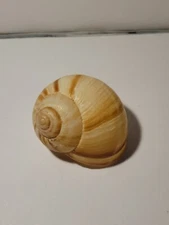 Hand Picked Californian Two Striped Moon Shell
