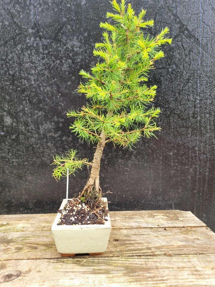 Japanese Larch Bonsai Tree shohin size in Bonsai pot. Outdoor Pre